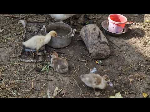 Ducks bask in the sun