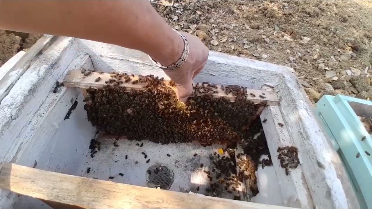 HƯỚNG DẪN CẤP TẠO RA NHIỀU MŨ CHÚA ,TRONG THÙNG ĐÔI,KHÔNG CẦN DI TRÙNG,CHO NGƯỜI MỚI NUÔI ONG.