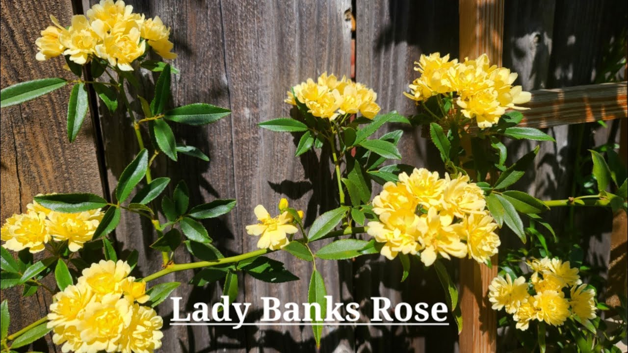 YELLOW LADY BANKS CLIMBING ROSE / SPRING FLOWERS YouTube
