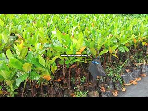 Tanam Sekarang! Bibit Nangka Merah Super