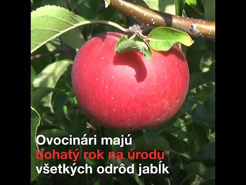 Video: Ochrana Jabĺk, Hrušiek A Dule Pred Chorobami A škodcami