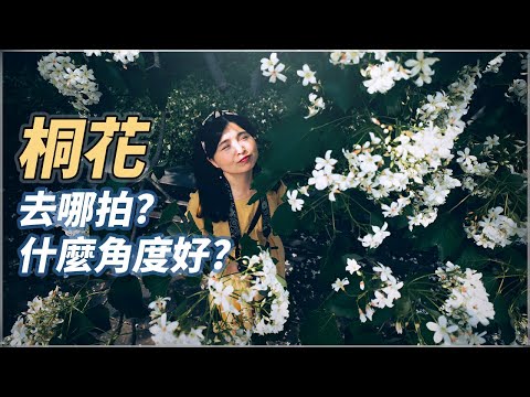 2021客家桐花季，苗栗桐花景點推薦，教你拍出好看的照片。