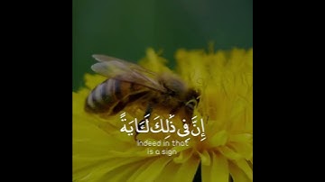 تلاوة هادئة تريح الأعصاب 😴🎧 | القاريء وديع اليمني - سورة النحل 🤍🌥️."
