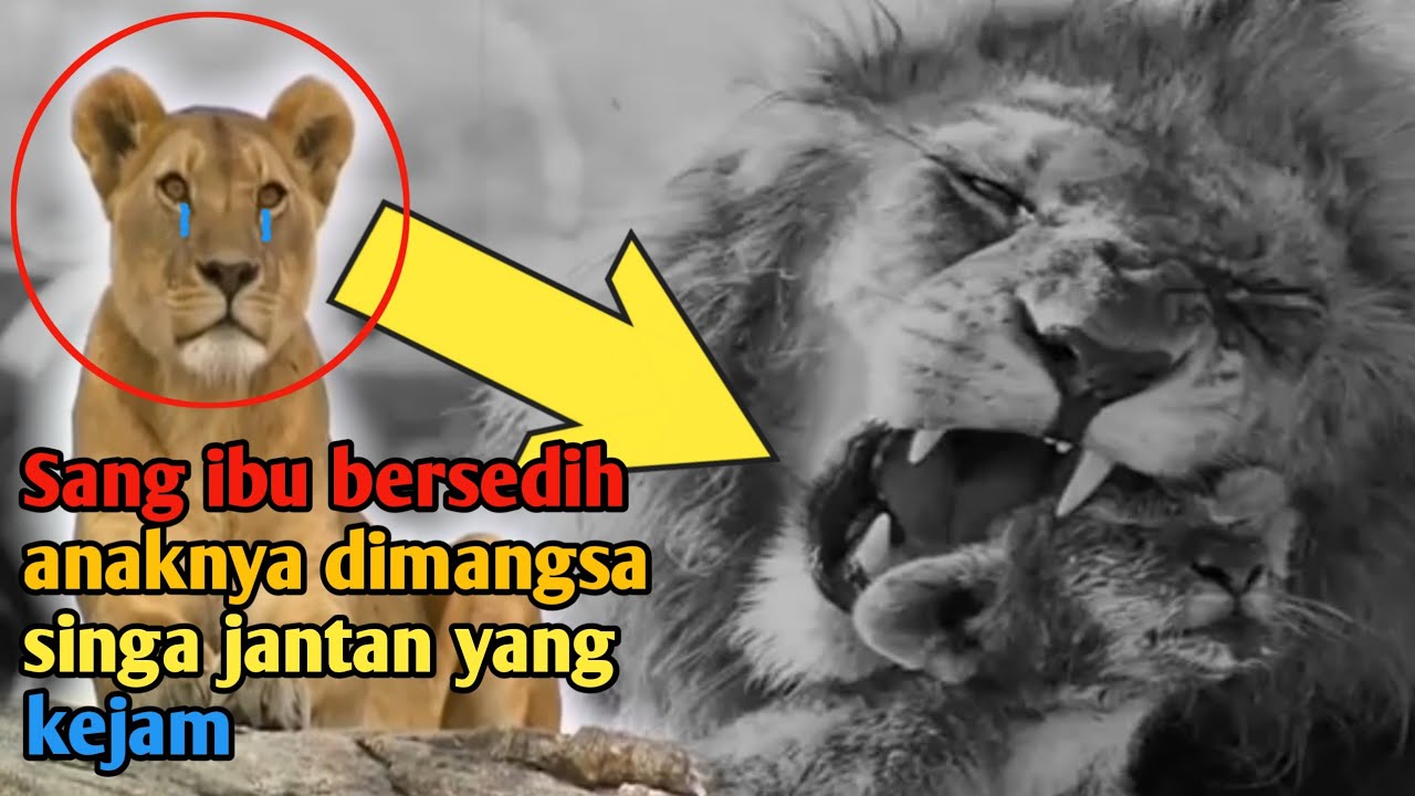 Kekejaman Singa Jantan dibalik Perebutan Kekuasaan perkelahian binatang buas  YouTube