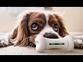 Wickedbone  worlds first smart  interactive dog toy by cheerble