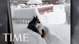 Watch This German Shephard's Amazement At Record Snowfall Near Erie, PA | TIME