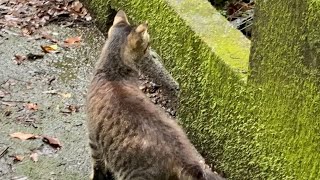 ちぅちぅ猫村の毎日 - 令和3年8月9日 - 大木が - 愛しのあぁちゃん