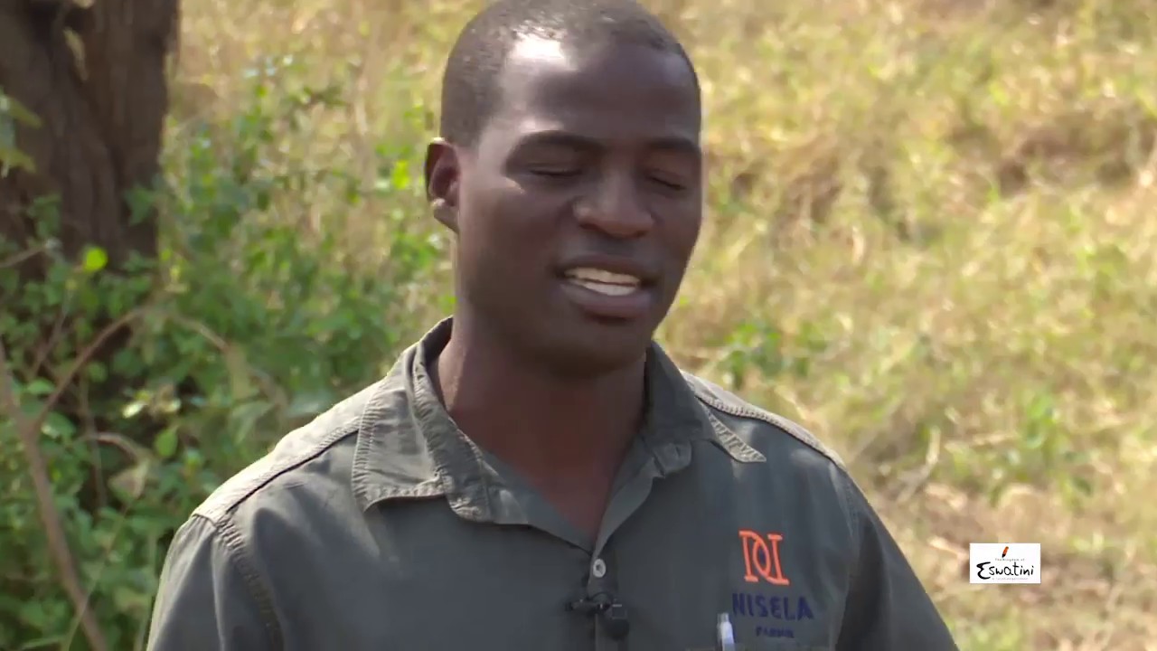 Buhle Betfu SO4E16 || Nisela Safaris