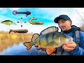 COLD WATER Guide - Effective Methods for Perch | Team Galant