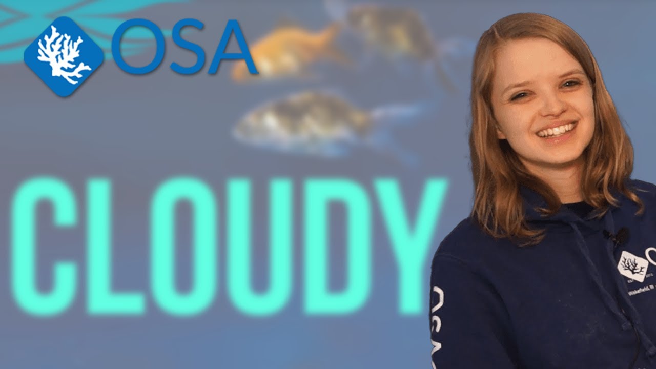 Fix YOUR Cloudy/Foggy Aquarium! YouTube