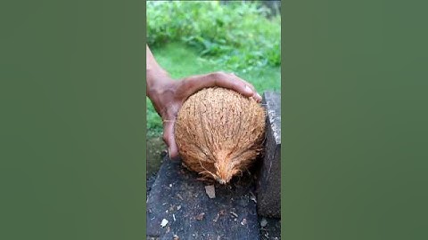 a tool for scooping coconuts from their shells