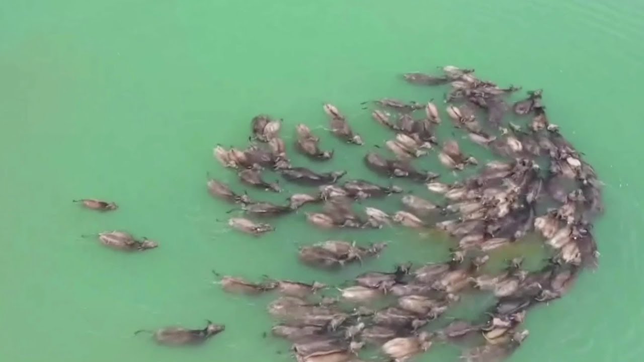 Hundreds of buffaloes swim across river to graze in SW China