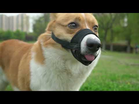 LUCKYPAW Adjustable Dog Muzzle-How to fit and use