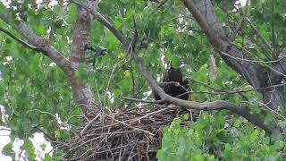 Redding Eagles~Hope Wingercizing & Jumping