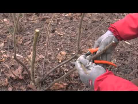 Video: Hortensiate värskena hoidmine – lõigatud hortensiate kastmine keevasse vette või maarjasse