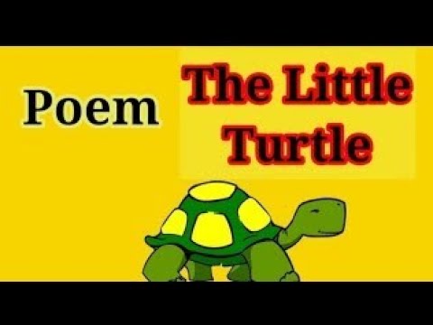 A little turtle poem in English.nursery rhymes.kids song.shivshakti ...