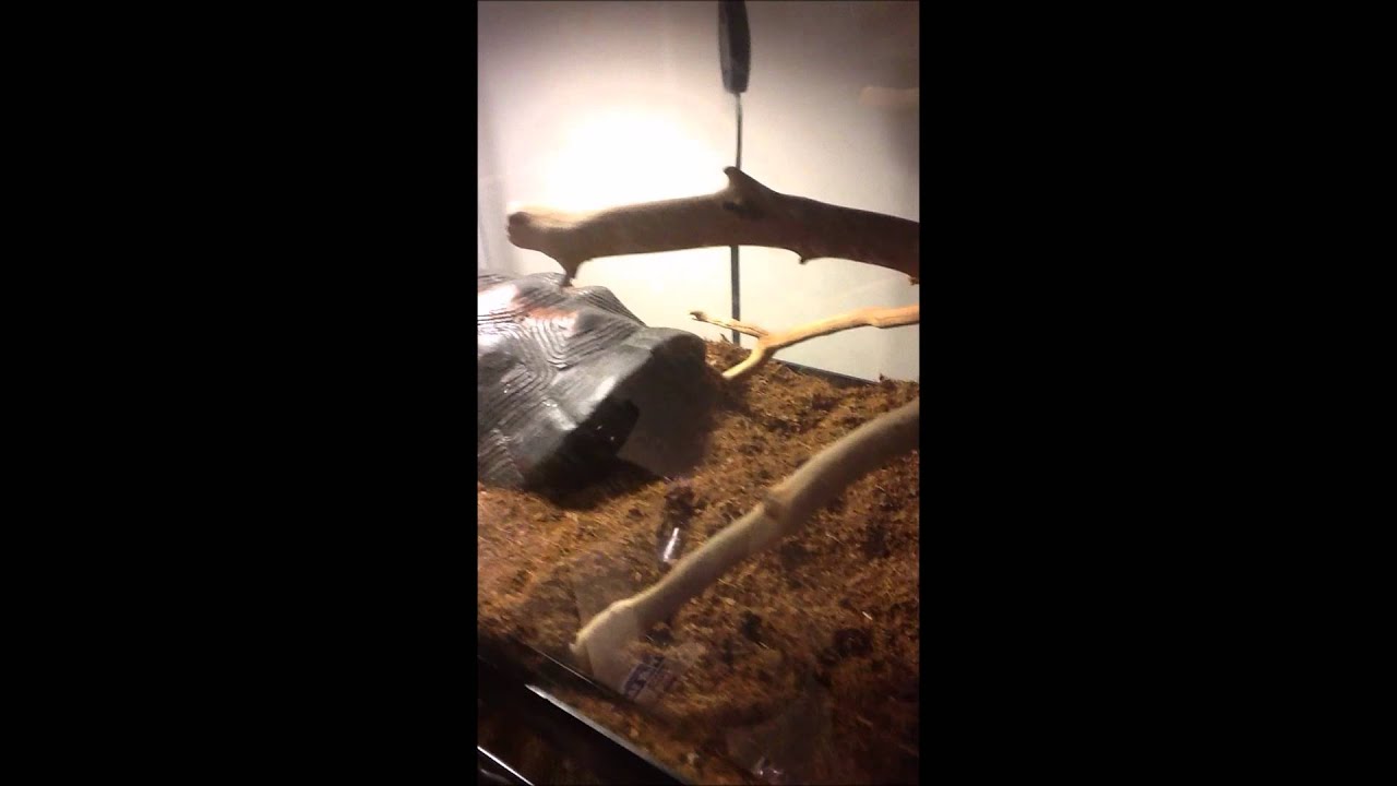petco hours Corn Snake Care Video