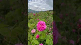 Плантация роз в горах Крыма #travel