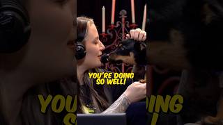 Race To World First Dogs Best Dogs I Love Casting This Event For