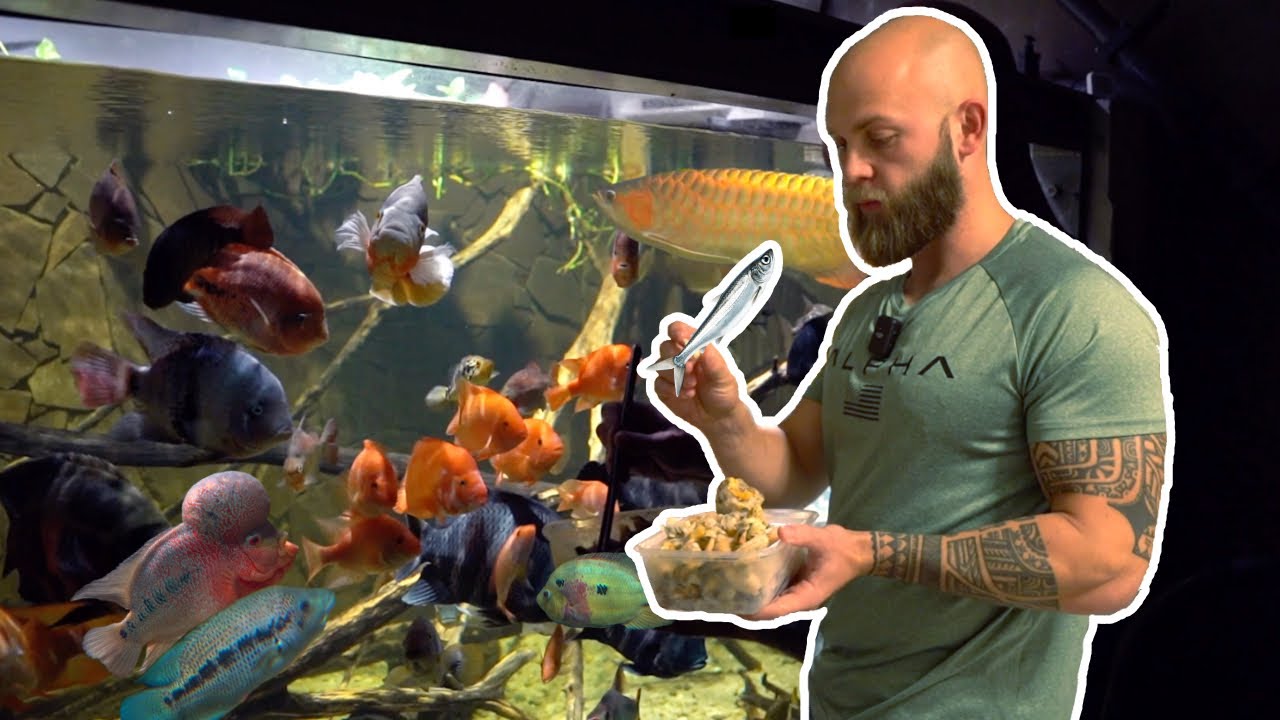 SO VIEL Fressen Meine Raubfische! Monsterfish Feeding Time 