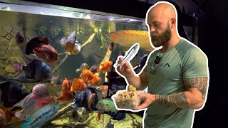 SO VIEL Fressen Meine Raubfische! Monsterfish Feeding Time #feeding