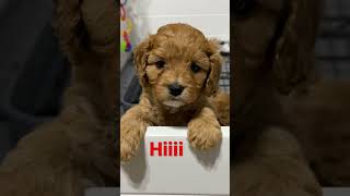 5 week old mini Cavapoo