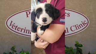 Paso Robles Veterinary Medical Clinic