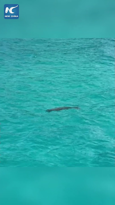 Dugong sighted near reef in South China Sea