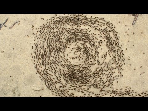 Why army ants get trapped in ‘death circles’