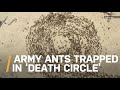 The ant death spiral - Ant mill