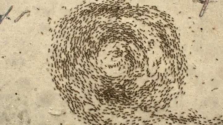Can you break ant death spiral? (2023)