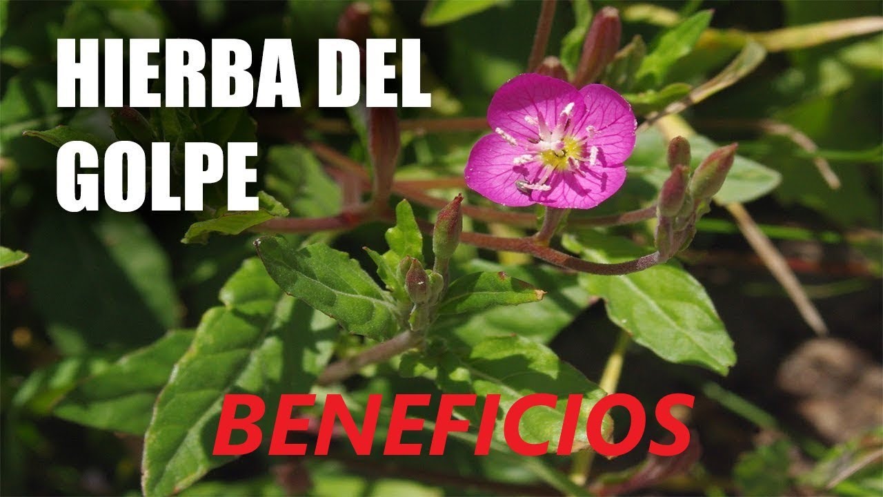 Para Que Es Bueno El Chupasangre ® Que La Planta Chupasangre