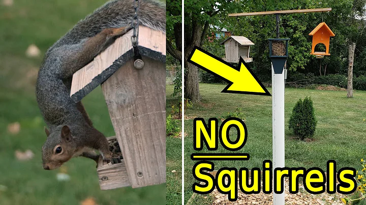 How to Keep Squirrels Away from Bird Feeders