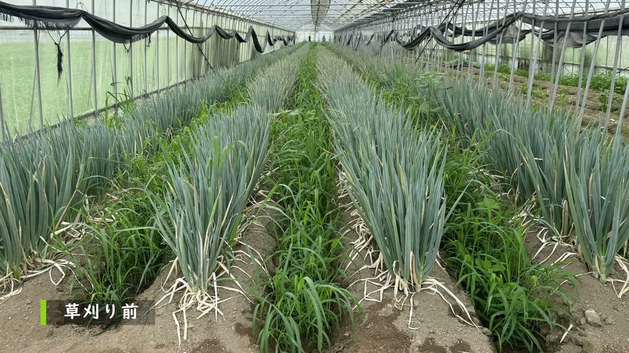 畝間用草刈ロボット【ウネカル 】草刈りデモ