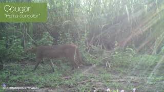Take a look at what the hidden cameras show at our Tietê Forests project in Brazil's Mata Atlântica