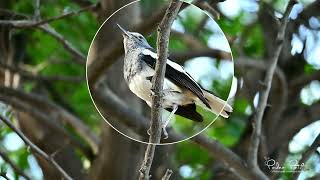 Series: Now You Know Who Makes This Sound: Ep. 6 - Female Oriental Magpie Robin screenshot 4