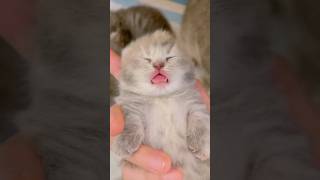 Baby kitty  #shorts #kitten #pets #vets #cuteanimals #funny #cat #funnyanimals #nearme #pethouse