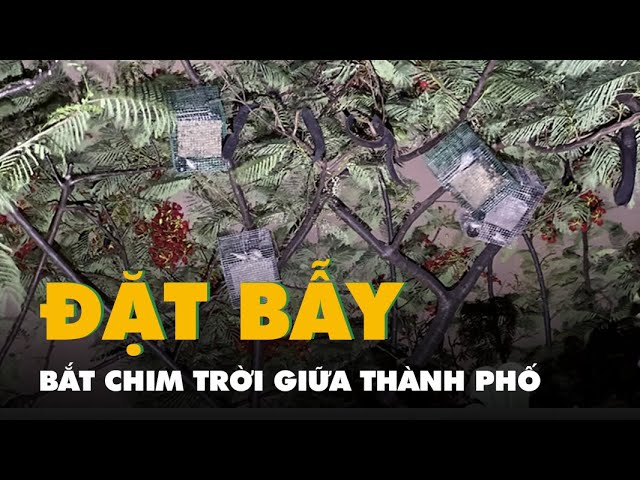 Đặt bẫy lồng, máy nhử, bắt chim trời trên những hàng cây giữa lòng thành phố class=