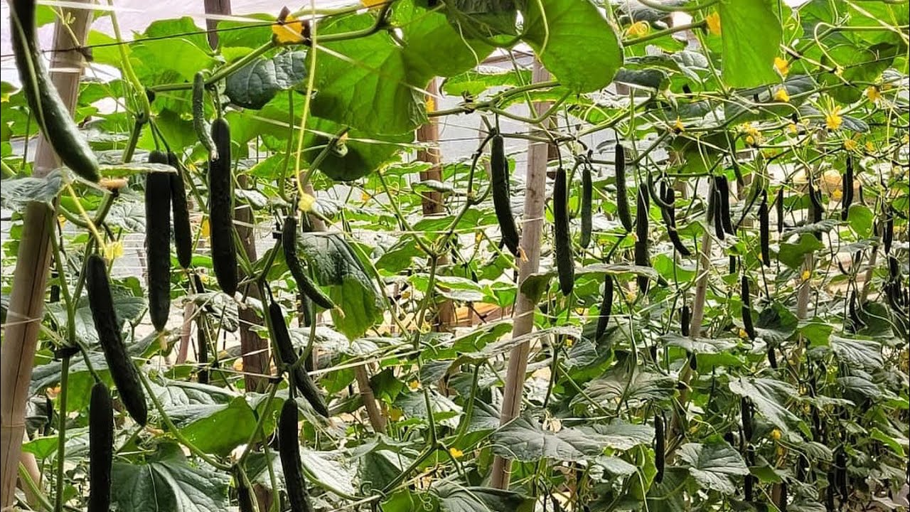 🥒 Pepino Japonês 💮 Kenzan da Sakata + Fertilizantes Plant