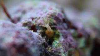 Le Rocher De Stomias - 7