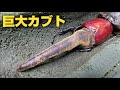 10年間追い求めていた理想のヘラクレスオオカブトが羽化してきた！！！