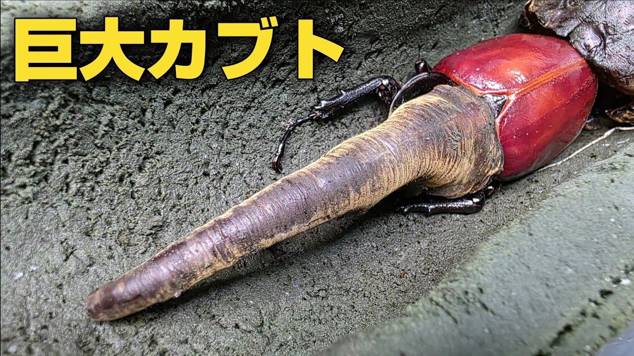 10年間追い求めていた理想のヘラクレスオオカブトが羽化してきた！！！