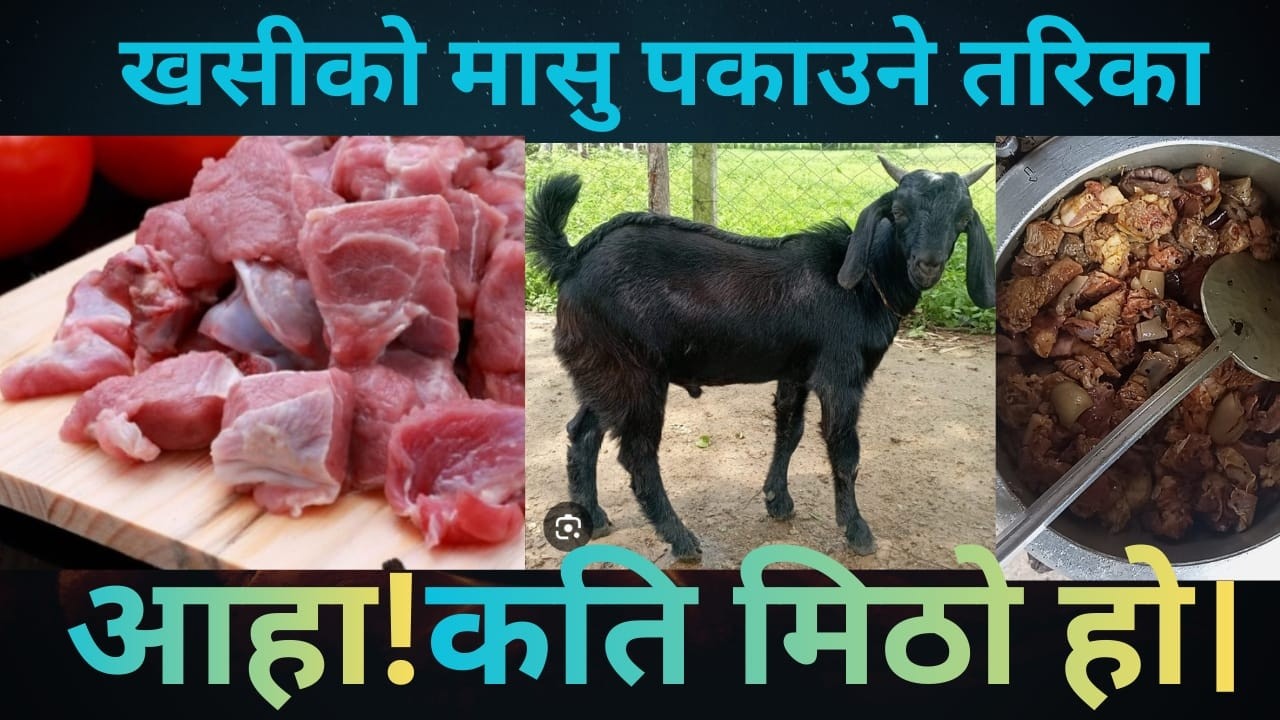 खसीको मासु पकाउने तरिका पुरा भिडियो हेर्नुहोला।