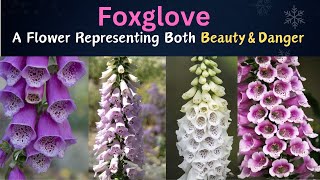 Foxglove | All About Foxglove Flower | A Flower Representing Both Beauty & Danger | Nature's Beauty
