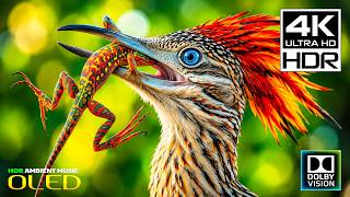 World's Best Stunning Nature Video | Dolby Vision HDR 16K 120fps Video (8K/4K Video TV)