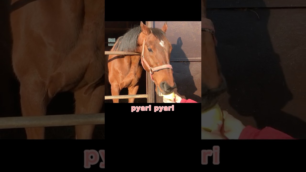 🟡2/2#引退馬　#horse 　#なみあし会　#あかつき #animals #apple