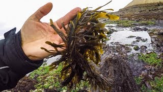 Coastal foraging for seaweed in HMB: making Trader Joe's seaweed snack