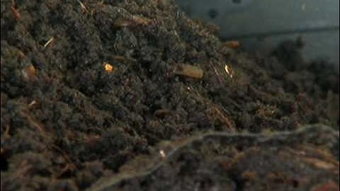 Real Orange: Food Recycling