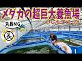 【メダカ】めだかの超巨大養魚場はどのように大きく元気にメダカを育てているのか?(丸長さんに聞く!メダカ飼育のコツとヤフオクで人気の品種は?)