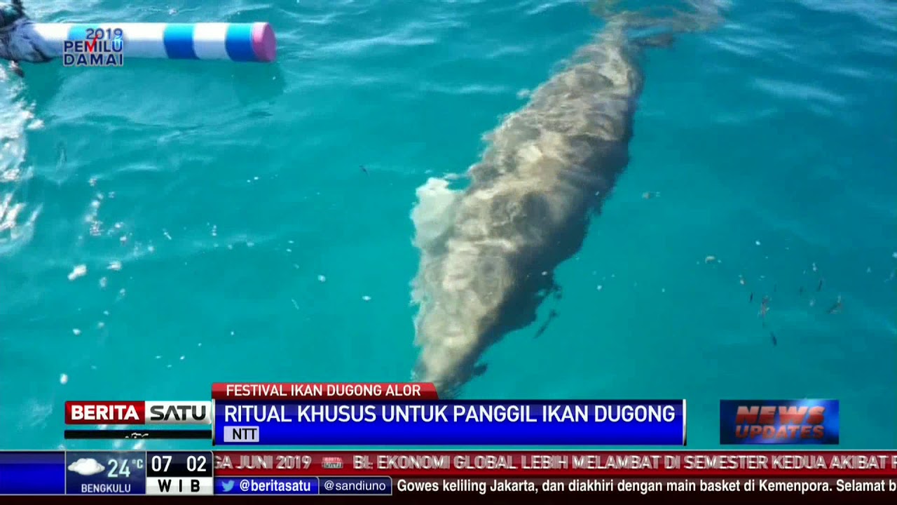 Pengalaman Unik Wisatawan Di Festival Ikan Dugong Youtube